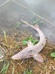 Acipenser fulvescens