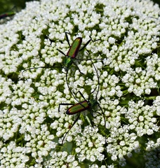 Chrysoprasis aurigena