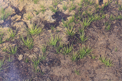 Isoetes occidentalis