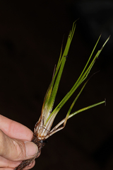 Isoetes occidentalis