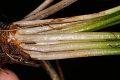 Isoetes occidentalis