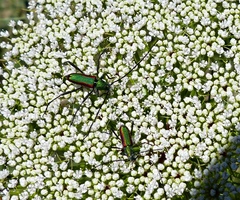 Chrysoprasis aurigena