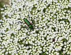 Chrysoprasis aurigena