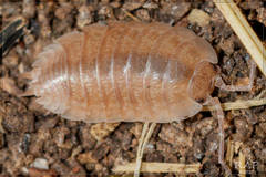 Swift Woodlouse