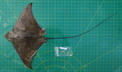 Aetomylaeus wafickii