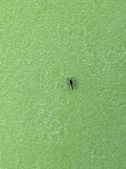 Diptera