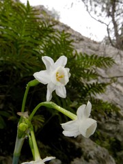 Narcissus dubius