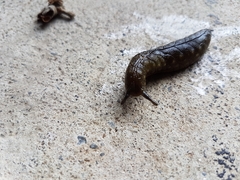 Pseudaneitea