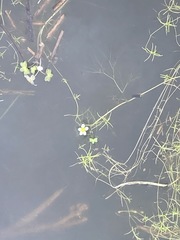 Ranunculus saniculifolius