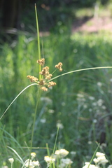 Cyperus solidus