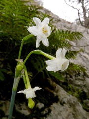 Narcissus dubius
