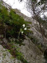 Narcissus dubius