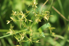 Cyperus sphaerospermus