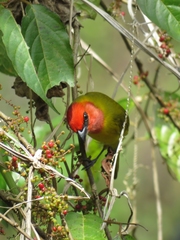 Piranga erythrocephala