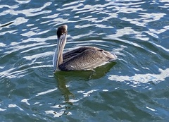 Pelecanus occidentalis