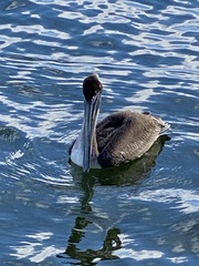 Pelecanus occidentalis