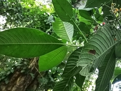 Psychotria micrantha