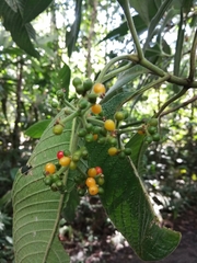 Psychotria micrantha