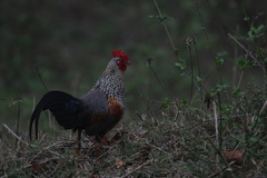 Gallus sonneratii