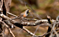 Saltatricula multicolor