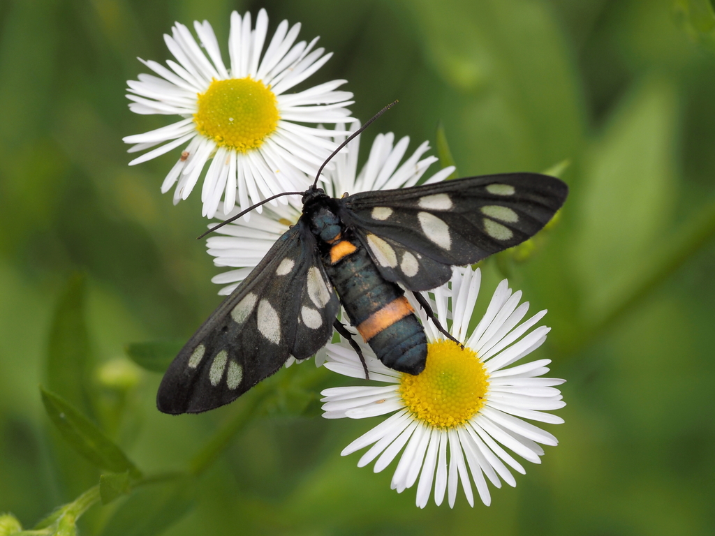 Amata nigricornis