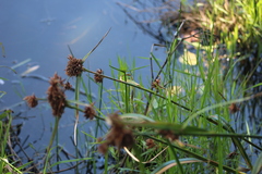 Rhynchospora spectabilis