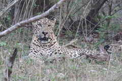 Panthera pardus fusca