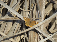 Junonia pacoma
