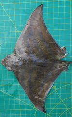 Aetomylaeus wafickii