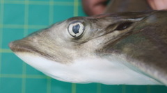 Aetomylaeus wafickii