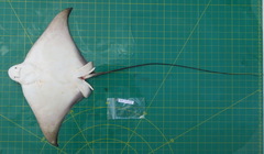 Aetomylaeus wafickii