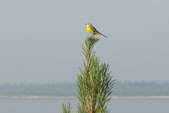 Motacilla flava beema