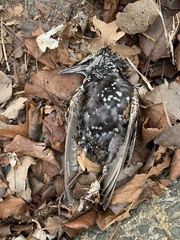 Sturnus vulgaris