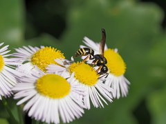 Gymnomerus laevipes