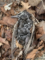 Sturnus vulgaris