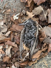 Sturnus vulgaris