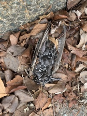 Sturnus vulgaris