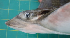 Aetomylaeus wafickii