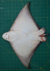 Aetomylaeus wafickii