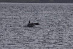 Delphininae