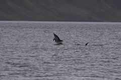 Delphininae
