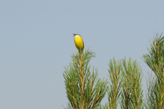 Motacilla flava beema