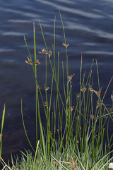 Juncus balticus ater