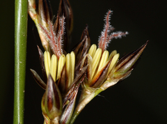 Juncus balticus ater