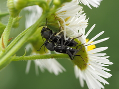 Chlorophorus sartor