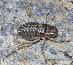 Pycnogaster inermis