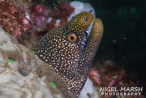 Abbott's moray