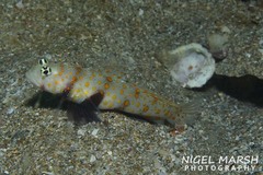 Amblyeleotris guttata