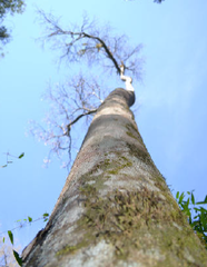 Balfourodendron riedelianum