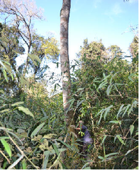 Balfourodendron riedelianum